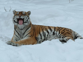 Амурский тигр