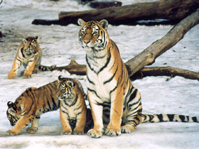 Амурский тигр