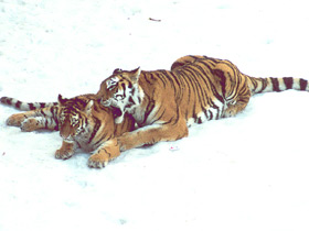 Амурский тигр