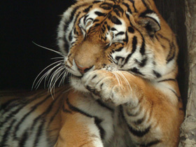 Амурский тигр