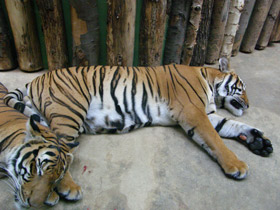 Смотреть фото Тигр Фото Тигр