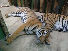 Смотреть фото Тигр Фото Тигр