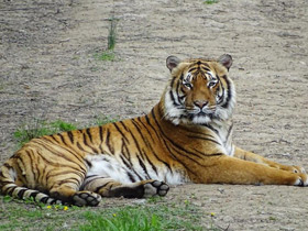 Красная Книга МСОП Красная Книга МСОП