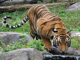 Смотреть фото Тигр Фото Тигр