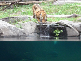 Смотреть фото Тигр Фото Тигр