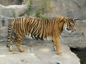 Смотреть фото Тигр Фото Тигр