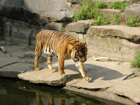 Смотреть фото Тигр Фото Тигр