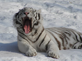 Смотреть фото Белый тигр Фото Белый тигр