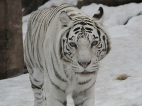 Смотреть фото Белый тигр Фото Белый тигр