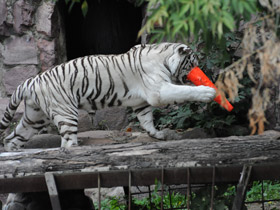 Смотреть фото Белый тигр Фото Белый тигр