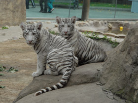 Смотреть фото Белый тигр Фото Белый тигр