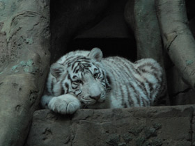 Смотреть фото Белый тигр Фото Белый тигр
