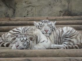Смотреть фото Белый тигр Фото Белый тигр