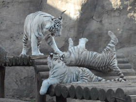 Смотреть фото Белый тигр Фото Белый тигр