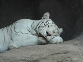 Смотреть фото Белый тигр Фото Белый тигр