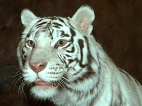 Белый тигр