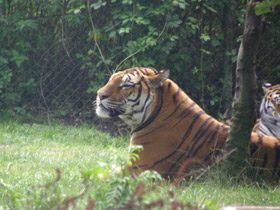 Смотреть фото Тигр Фото Тигр