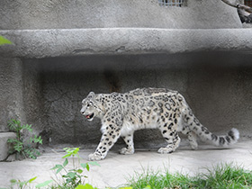 Смотреть фото Ирбис Фото Ирбис