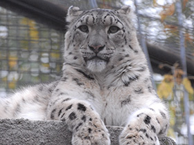 Смотреть фото Ирбис Фото Ирбис