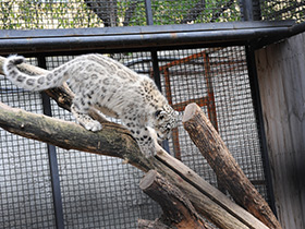 Смотреть фото Ирбис Фото Ирбис