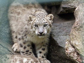 Смотреть фото Ирбис Фото Ирбис