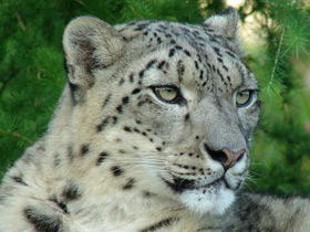 Смотреть фото Ирбис Фото Ирбис