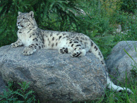 Смотреть фото Ирбис Фото Ирбис