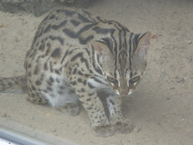 Смотреть фото Бенгальская кошка Фото Бенгальская кошка