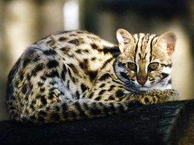 Бенгальская кошка