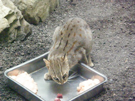 Смотреть фото Ржавая кошка Фото Ржавая кошка