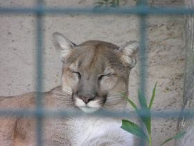 Смотреть фото Пума Фото Пума