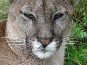 Смотреть фото Пума Фото Пума