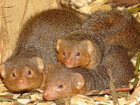 Смотреть фото Карликовый мангуст Фото Карликовый мангуст