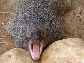 Египетский мангуст