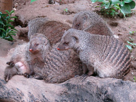 Фото Полосатый мангуст
