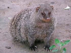 Фото Полосатый мангуст