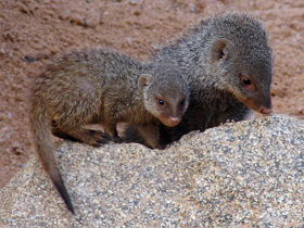 Фото Полосатый мангуст