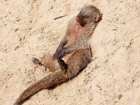 Фото Полосатый мангуст