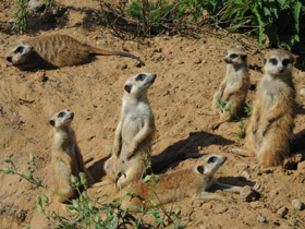 Смотреть фото Сурикаты Фото Сурикаты