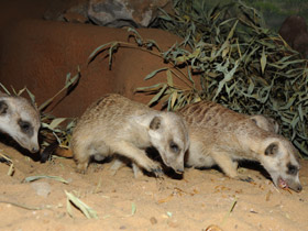 Смотреть фото Сурикаты Фото Сурикаты