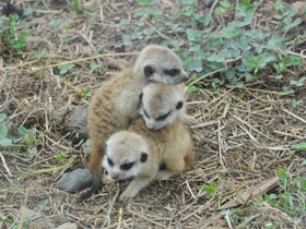 Смотреть фото Сурикаты Фото Сурикаты