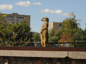 Смотреть фото Сурикаты Фото Сурикаты