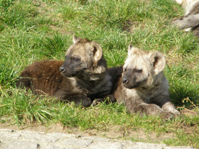 Смотреть фото Пятнистая гиена Фото Пятнистая гиена