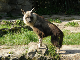 Бурая гиена