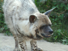 Фото Полосатая гиена