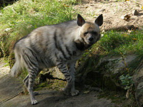 Фото Полосатая гиена