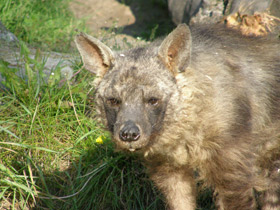Фото Полосатая гиена