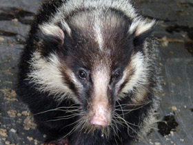 Смотреть фото Теледу Фото Теледу