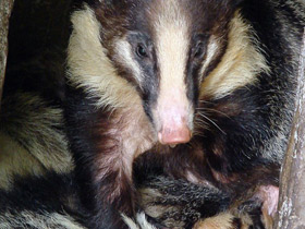 Смотреть фото Теледу Фото Теледу