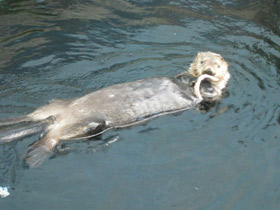 Смотреть фото Калан Фото Калан